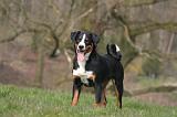 BOUVIER D'APPENZELL 087